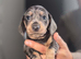 Beautiful mini dachshund