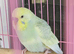 Beautiful young budgies this years