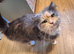 Rag doll kittens