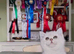 4 Champion Bloodline Scottish Fold/Straight Kittens