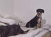 Staff x beagle