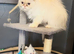 Persian kittens 3 boys 1 girls.