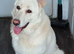 REHOME OUR HANDSOME BOY IN WALSALL