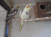 12 WEEK OLD PAIR READY TO TAME or breed