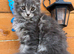GCCF Fully Registered Maine Coon Kittens