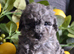Miniature poodle pups
