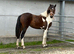 Stunning Yearling Part-bred Skewbald Filly