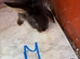 Mini lop Rabbit