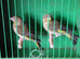 2026 Greenfinches