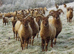 Castkemilk moorits