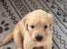 Golden retriever for stud