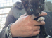 4 beautiful kittens