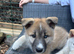 Shepsky Pups