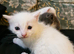 Maine Coon/Turkish Angora X kittens