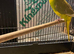 Male kakariki