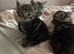 3 beautiful Kittens