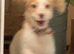 Spaniel pup for sale