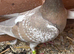 2. Brown check hens