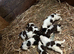 Springer Spaniel pups