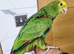 Hand reared baby double yellow headed amazon