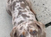 Miniature Dapple dachshund