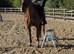 Kind Genuine Gelding looking for his person