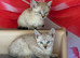 Blue eyed snow bengal