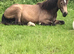 Buckskin Filly