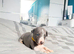 Whippet puppies