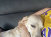 Female Labrador