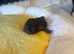 adorable little russian chihuahua