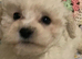 Beautiful White F1 Toy Poochon boy