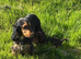 Stunning cockapoo puppy boy available ready now