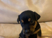 Jack Russel puppies