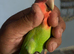 Cute lovebirds