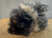 Lunkarya Boar ~ 14 Weeks old