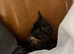 Tortoise Female Black Ginger Kitten