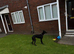 Lurcher