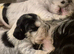 Beautiful Kc registered show type cocker spaniels