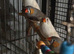 Two proven pairs of zebra finches no cage