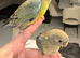 Young Red Rump Parrots