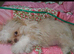 4 months shih tzu need gone today asap