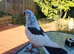 Young pigeons