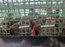 20 Quail Chicks Offheat