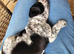 French bulldog x Show cocker spaniel ☆Ready to leave Tomorrow☆