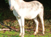 Registered Section A Brood mare