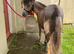 Beautiful yearling miniature spotted colt for sale