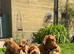 One bit left!! Beautiful KC registered Hungarian vizsla puppies