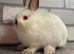 Netherland Dwarf Baby Boy