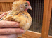 Pekin bantam cockerels